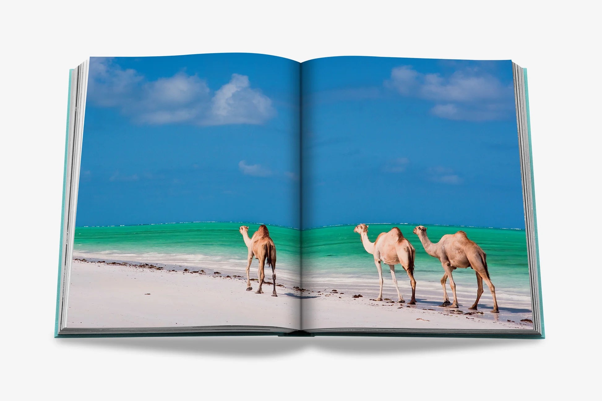 Livre Red Sea Saudi Arabia